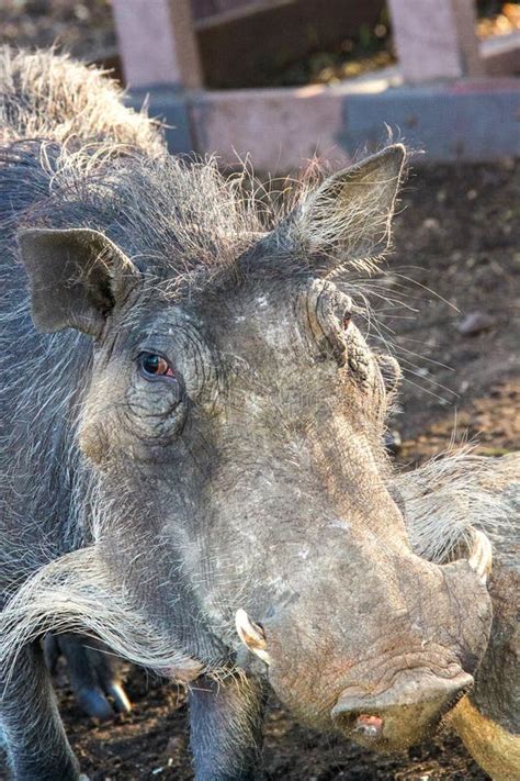 Detail Of A Warthogs Head With Horns And Hair Stock Photo Image Of