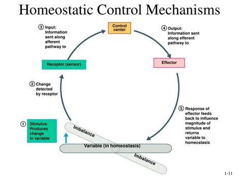 Ppt Introduction To Human Physiology And Homeostasis Powerpoint