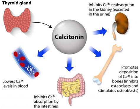 Calcium Metabolism Calcitonin Function Vitamin D3 And Biosynthesis Of