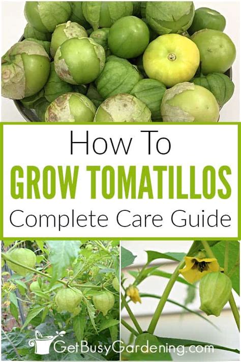 Growing Tomatillos The Complete How To Guide