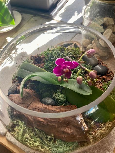 Mini Orchid Terrarium