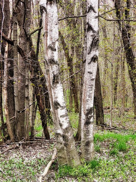 Pretty Birches Photograph By Scott Loring Davis Pixels