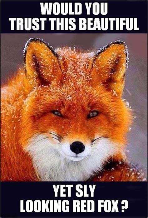 Fox Meme Subido Por Logancrackhead Memedroid
