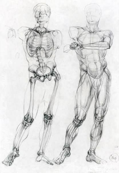 Pin de Paul Meza en anatomia masculina Arte de anatomía Dibujo