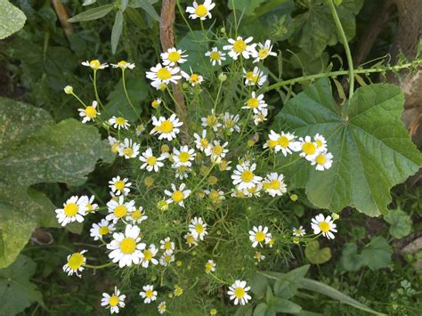 Is this chamomile or a daisy ? | Hometalk