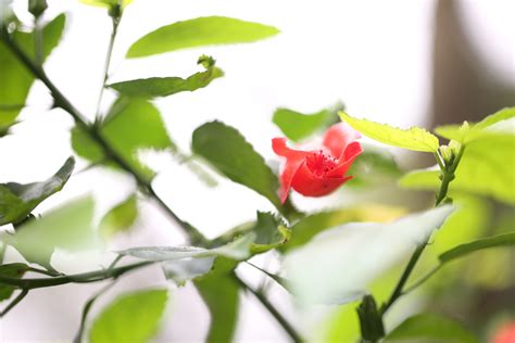 Fotos Gratis Naturaleza Al Aire Libre Rama Flor Hoja Comida