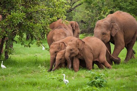 Udawalawe Udawalawa National Park Private Half Day Safari Yala