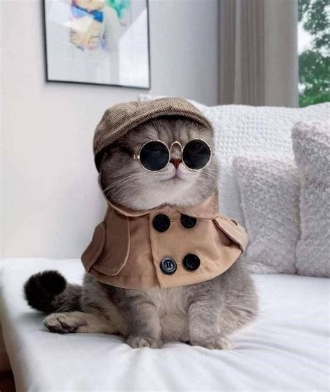 Cute Cats in Funny Costumes