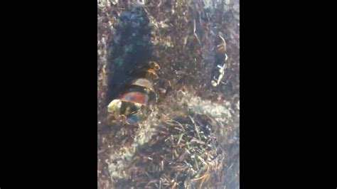 Shark Egg Hatching Baby Shark Youtube