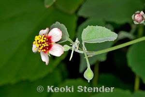 Hoary Abutilon, Ma'o, Abutilon incanum