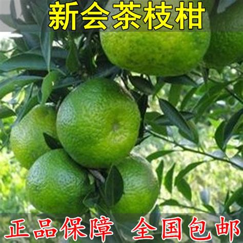 正宗无核桔树苗 新会茶枝柑 脐橙沃柑茂谷柑皇帝柑苗嫁接苗包邮 阿里巴巴