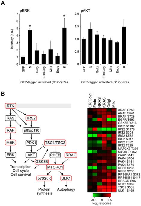 Responses Within The Local Ras Signalling Network A Ras Effector