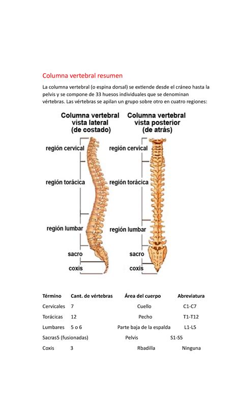 Columna vertebral resumen Las vértebras se apilan un grupo sobre otro