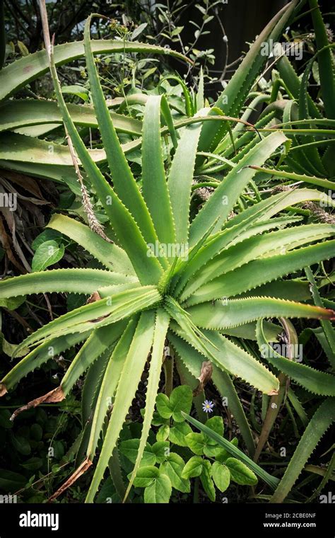 Planta De Candelabro Aloe Arborescens Fotografías E Imágenes De Alta