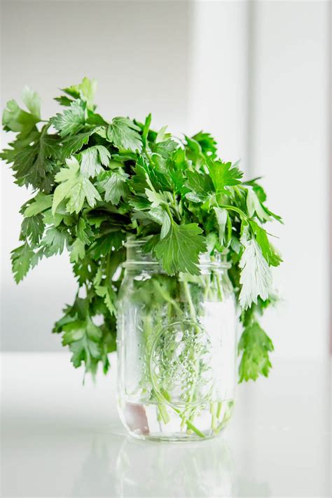 The Best Way To Store Fresh Herbs Fed Fit