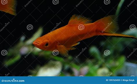 Xiphophorus Helleri Swordtail Aquarium Fish Stock Image Image Of