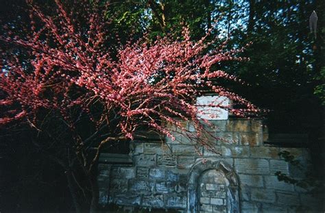 A Tree With Pink Flowers In Front Of A Stone Wall