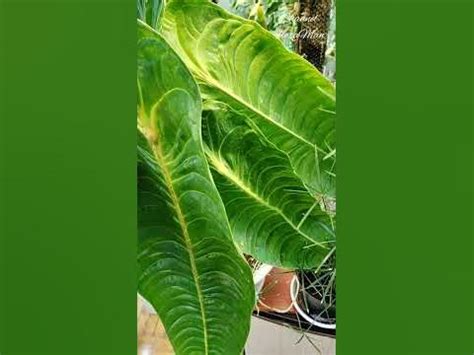 #plants #anthurium Антуриум Вейча - YouTube