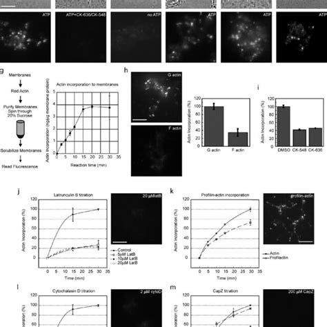 Actin Assembly On Epithelial Membranes Requires Arp23 Nucleation Download Scientific Diagram