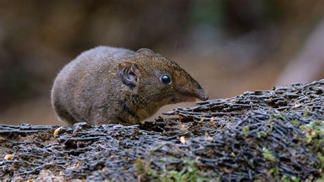 Five new species of soft-furred hedgehogs have been identified ...