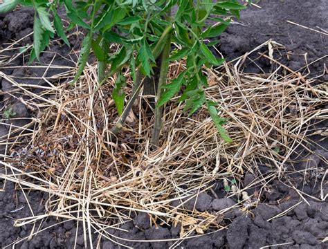 When To Mulch Your Vegetable Garden With Grass Clippings Backyard Boss