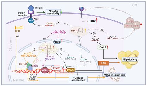 Molecular Effects Of Maternally Expressed Gene 3 Meg3 And Myocardial