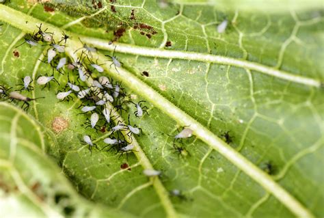 Tips On How To Get Rid Of Squash Bugs Naturally