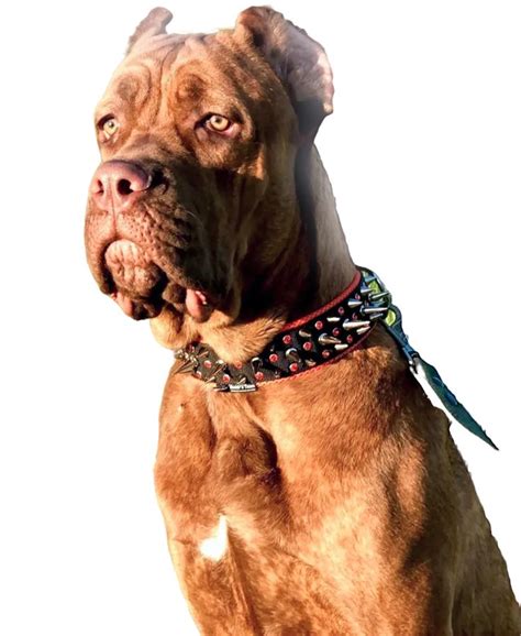 Амуниция ручной работы для собак | Pitbulls, Dogs, Animals