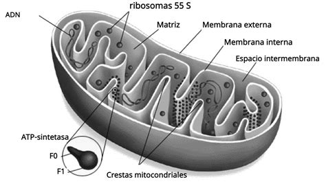 Mitocondrias Biolog A Y Geolog A