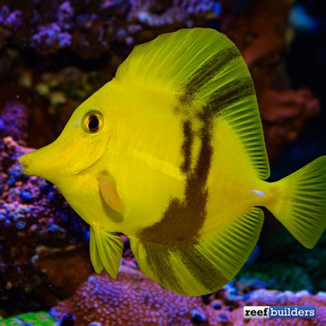 Yellow Saltwater Fish With Black Stripes