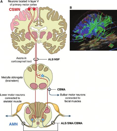 Corticospinal Tract Internal Capsule