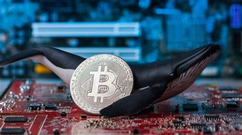 Pasar Kripto Pulih Harga Bitcoin Naik Setelah Para Whale Nyerok BTC