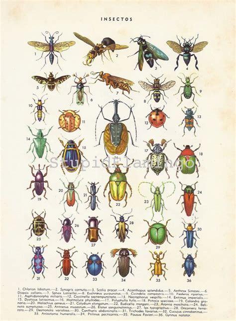 Retro Poster INSECTS Retro Poster Biology Poster Insects