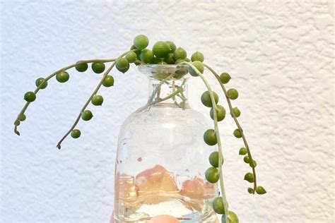 String Of Pearls Propagation Guide (High Success Rate) | Succulent Alley