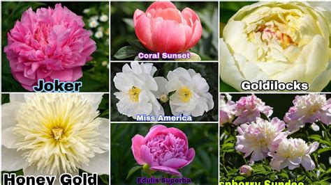 Peony Varieties Different Types Of Peony Varieties With Names