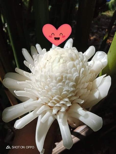 Pokok Bunga Kantan Putih Furniture And Home Living Gardening Plants