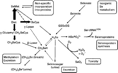 Metabolic Pathway Of Dietary Selenium In Humans Se Selenium Semet