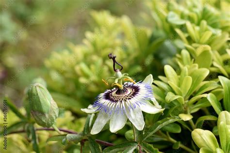 Beautiful Passion Flower In A Garden Close Up Passiflora Passion