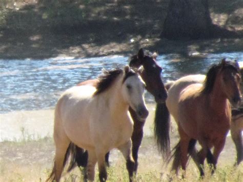 Mustang Eco Tours Black Hills Wild Horse Sanctuary Iram South