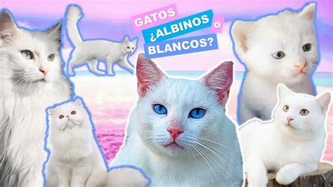 Todo Sobre Gatos Blancos Con Ojos Azules Caracter Sticas Cuidados Y