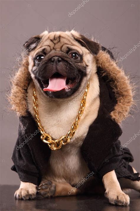 Rapper Dog — Stock Photo © indi999 #73118347