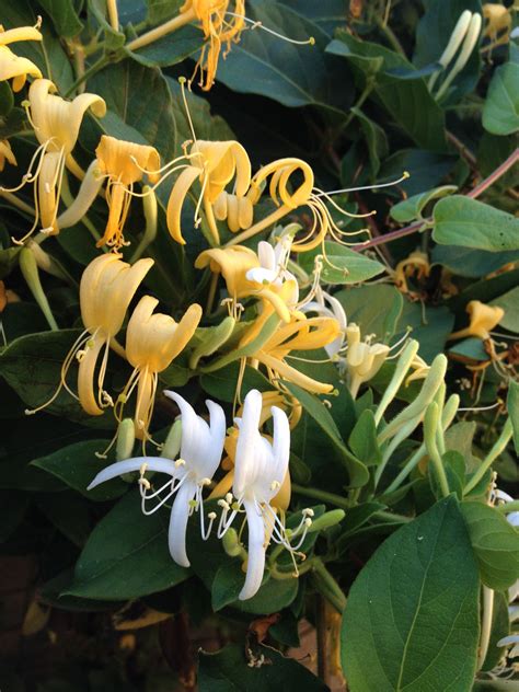 Honeysuckle Flowers Honeysuckle Flower Plants Garden