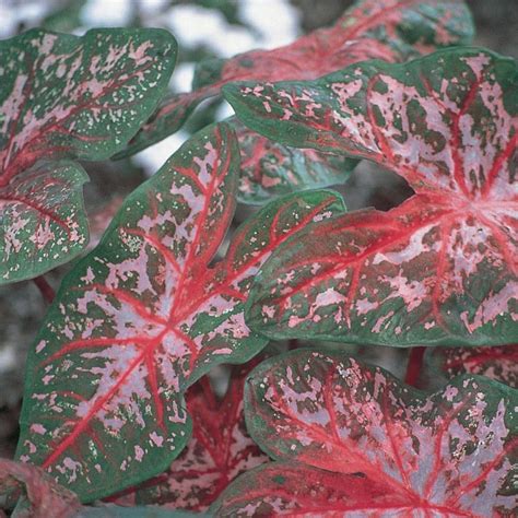 Vigoro Pt Caladium Elephant Ears Carolyn Whorton Annual Plant