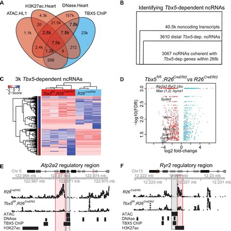 Figures And Data In Transcription Factor Dependent Enhancer