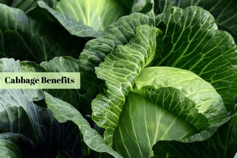 benefits-of-cabbage - Ayurvedum