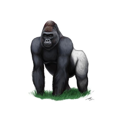 Gorilla Png Transparent Images