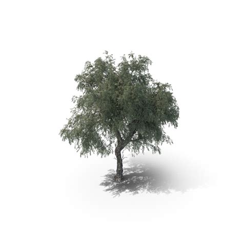 Ghaf Tree PNG Images & PSDs for Download | PixelSquid - S113658272