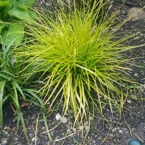 Carex Oshimensis Evercolor® Everillo Ornamental Sedge Everillo In