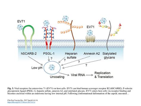 Fig 3 Viral Receptors For Enterovirus 71 Ev71 On Host Cells Ppt