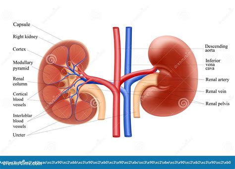 Diagram Showing Human Kidney Anatomy. Realistic 3d Vector Illustration ...